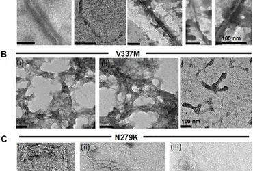 Distinct Conformations, Aggregation and Cellular Internalization of Different Tau Strains.