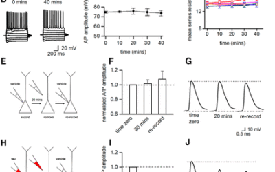 Introduction of Tau Oligomers into Cortical Neurons Alters Action Potential Dynamics and Disrupts Synaptic Transmission and Plasticity.