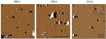 The C291R Tau Variant Forms Different Types of Protofibrils.