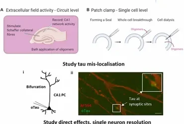Understanding the Pathophysiological Actions of Tau Oligomers: A Critical Review of Current Electrophysiological Approaches.
