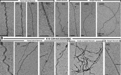 Extensive Plasmid Library to Prepare Tau Protein Variants and Study Their Functional Biochemistry.
