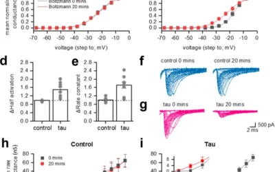 Truncating tau reveals different pathophysiological actions of oligomers in single neurons.