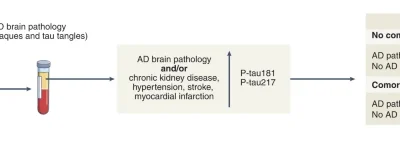 Comorbidities confound Alzheimer’s blood tests.