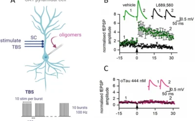 Functional Applications of Stable Tau Oligomers in Cell Biology and Electrophysiology Studies.