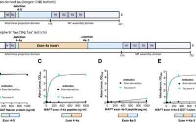Brain-derived tau: a novel blood-based biomarker for Alzheimer’s disease-type neurodegeneration.