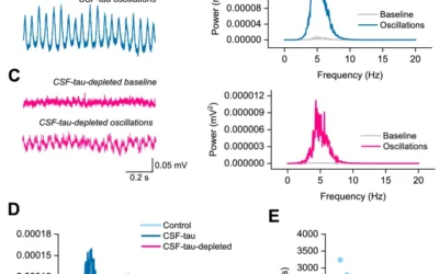 Tau in cerebrospinal fluid induces neuronal hyperexcitability and alters hippocampal theta oscillations.