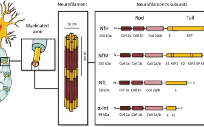 Neurogenomics: Challenges and opportunities for Ghana.